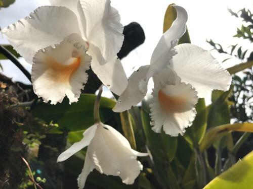 Bed & Breakfast Finca Machangara