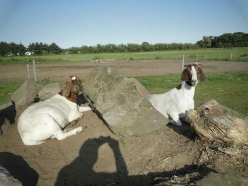 Agroturismo Lille Degnb�l