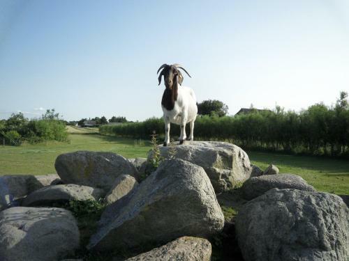Agroturismo Lille Degnb�l