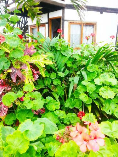 Posada El Manglar Caba�as