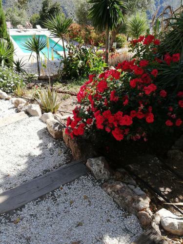 Hostal Olive Branch