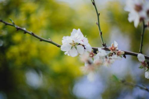 Bed & Breakfast C�t�-vignes Chambre D'h�tes