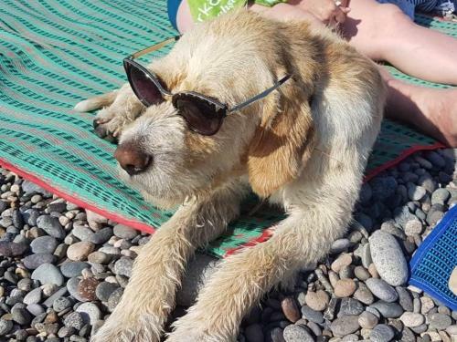 Magnolia Hotel Agmashenebeli