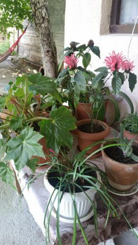 Hostal Guest House Pano
