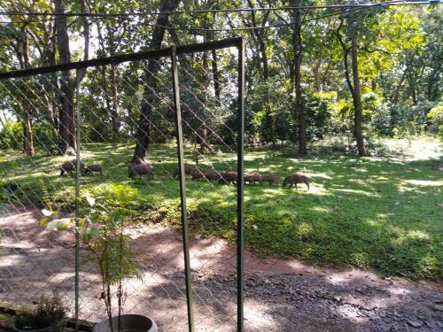 Wild Window
