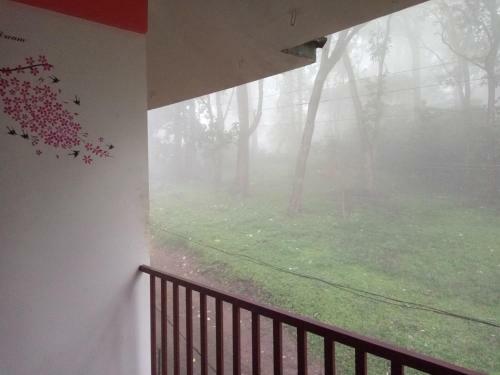 Wild Window