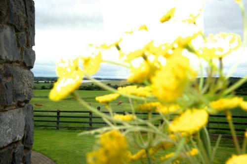 Bed & Breakfast Bunratty Meadows