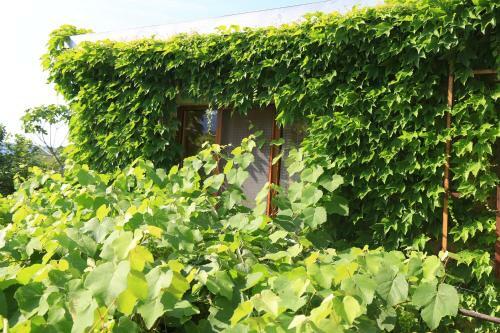 Hostal Guest House Green Veranda