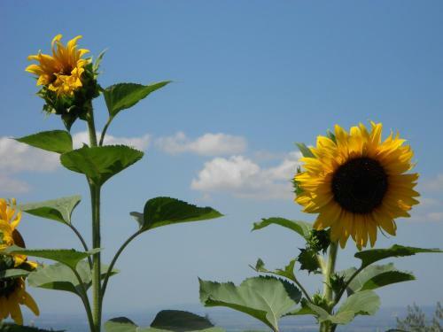 Bed & Breakfast La Meridiana Strana