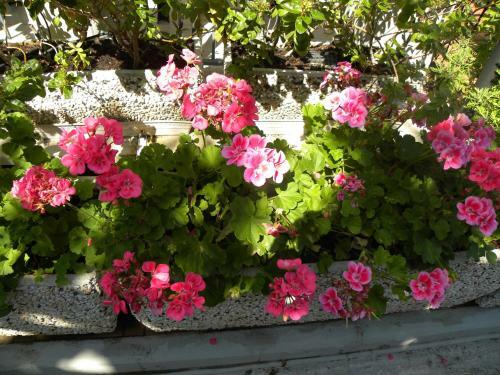 Hotel Pensione Andrea