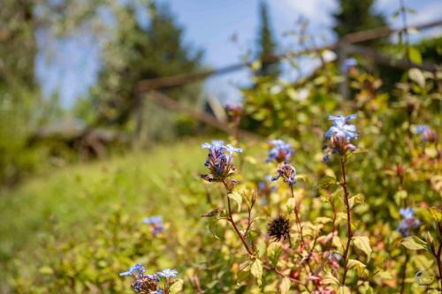 Agroturismo Terre Di Melazzano