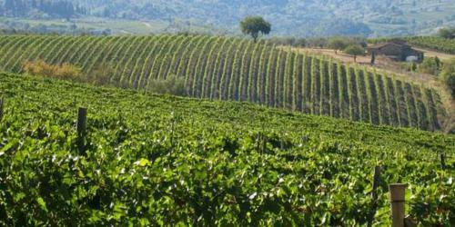 Agroturismo Terre Di Melazzano