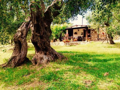 Casa Vacanze Ulivetum