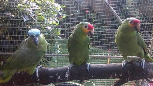 Bed & Breakfast Villa El Rosario