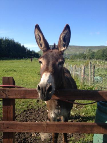 Yeats Lodge B&B