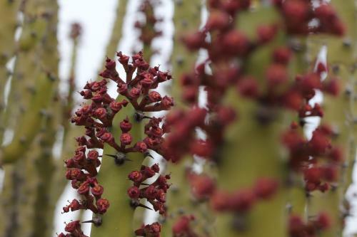 Hotel Greenarts Farm&cottage