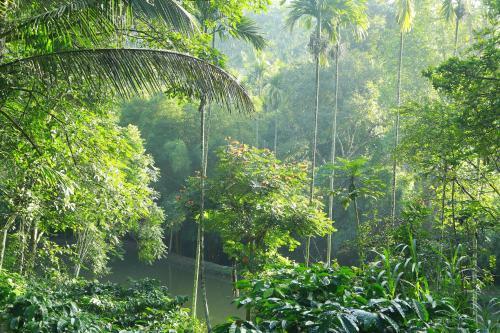 Hotel Bamboo Creek Resort