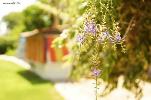 Lodge Eretz Zeelim