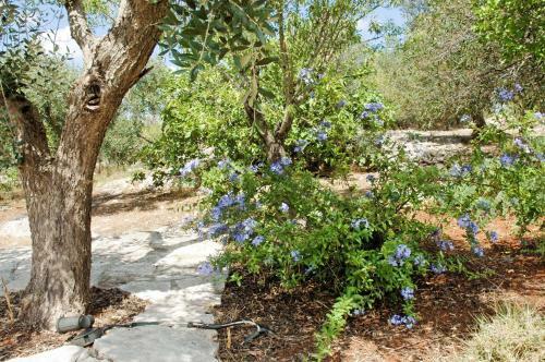 Holiday Home Casa Giuliveto