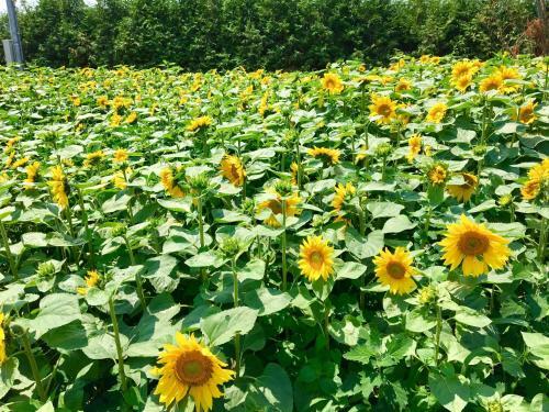 Agroturismo Country Cottage Wakiaiai