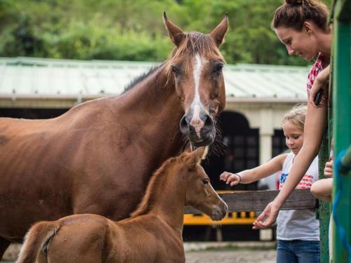 Agroturismo Ranch Black Horse