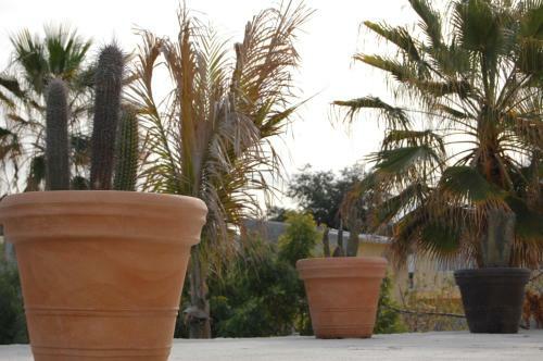 Hostal Leo's Baja Oasis