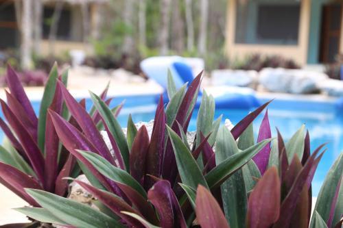 Bed & Breakfast Maya Eco Village