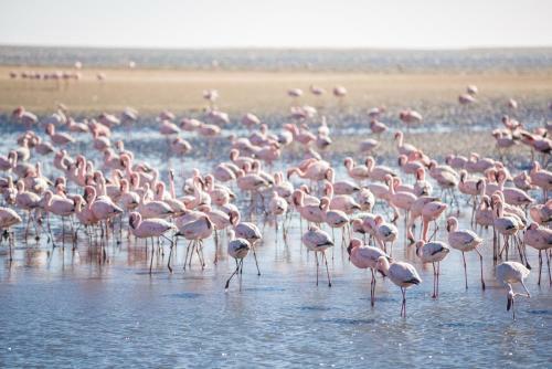 Flamingo Villas Boutique Hotel