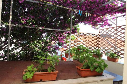 Hostal Apartments Sandra