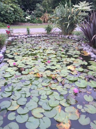 Bed & Breakfast Water Lily Garden