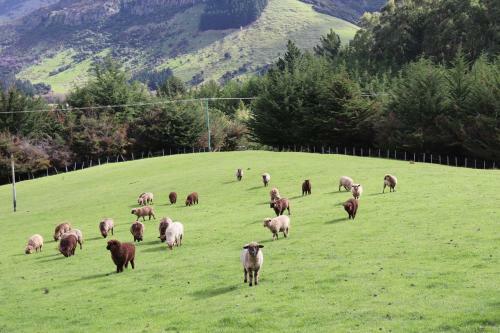 Loch Sloy Farmstay Little River