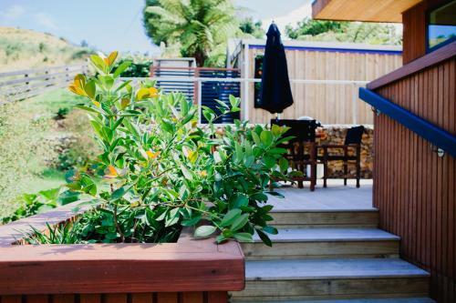 Amongst The Nikau