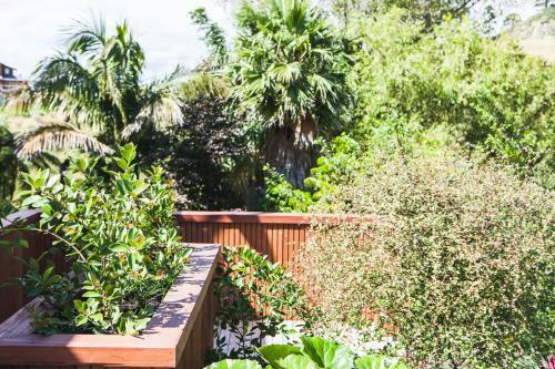 Amongst The Nikau