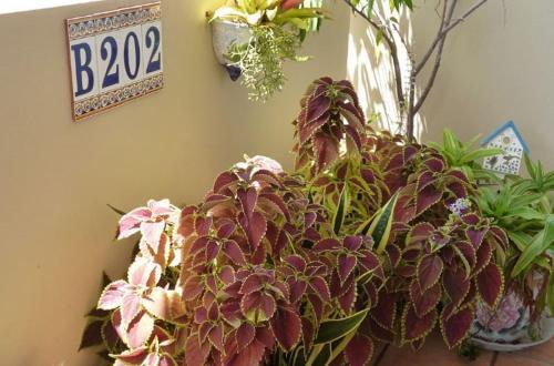 Apartamento Palma Vista