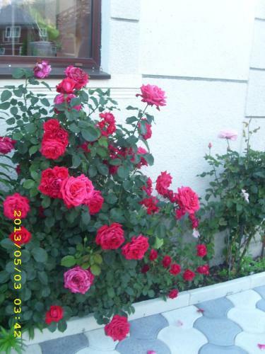 Hostal Pensiunea Belvedere