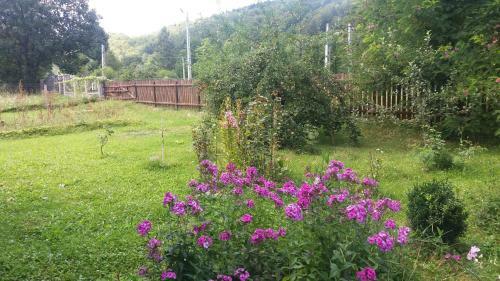 Hostal Pensiunea Letitia