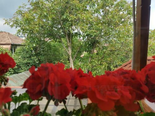 Hostal Pensiunea L?rincz *** Panzi�
