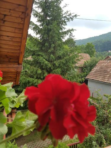 Hostal Pensiunea L?rincz *** Panzi�