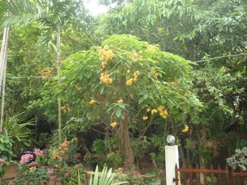 Bed & Breakfast New Jaya Villa