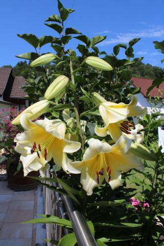 B&B Schlicht & Einfach Traumhaft