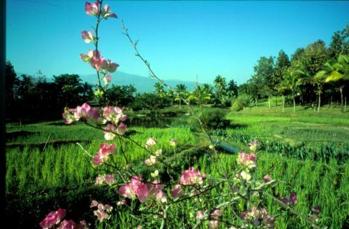 Bed & Breakfast Lana Thai Villa