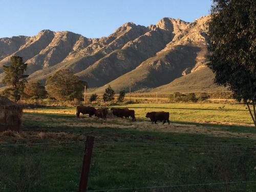 Fraaigelegen Farm Tulbagh