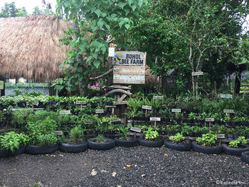 Hotel Bohol Bee Farm