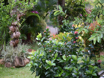Hotel Star Holiday Resort