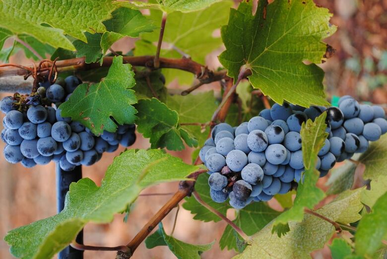 Weingut & Landhotel Can Davero