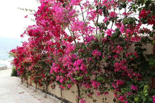 Bellavista Apartments Bougainville Bay
