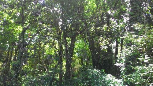 Chal�s Arauc�rias Da Serra