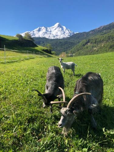 Apartamento Granbichlhof
