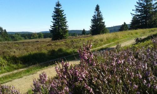 Woodland Lodge Winterberg