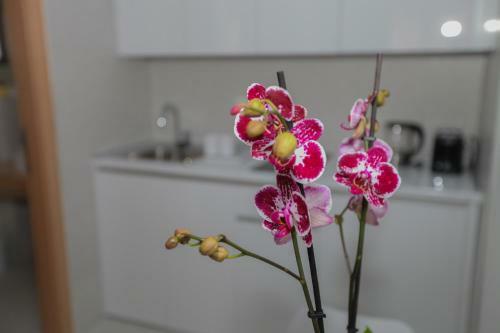 Luxury Apartments Ta?a